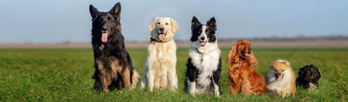 Hund - Allgemeine Gesundheit & Vitalität