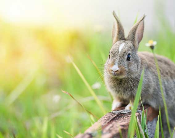 Schüßler für Tiere
