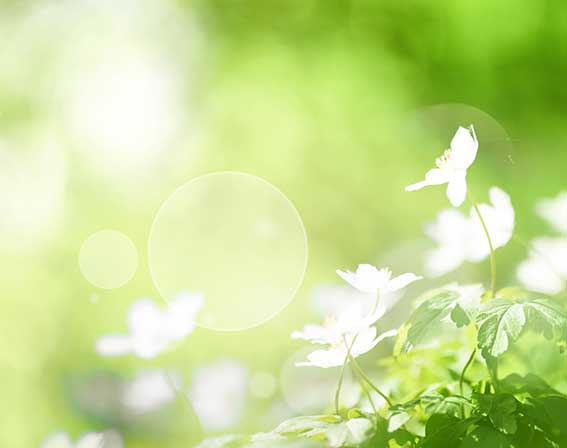 Vitalpilze für Tiere